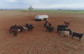 Dunstan Livestock Feeders 5